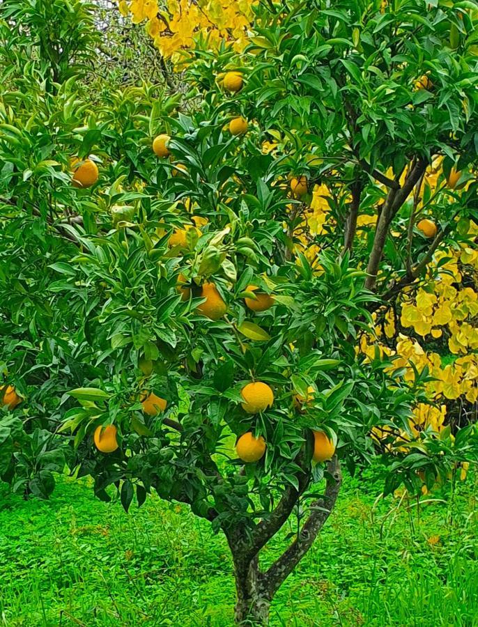 Odori Di Zagara Caltanissetta Exterior foto