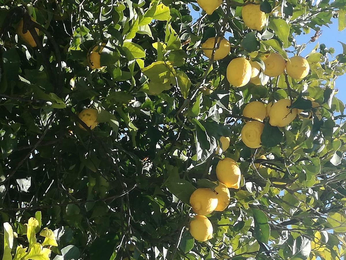 Odori Di Zagara Caltanissetta Exterior foto