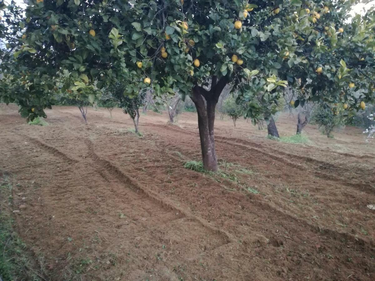 Odori Di Zagara Caltanissetta Exterior foto
